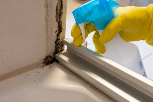 Best Health and Safety Mold Remediation in Coats, NC