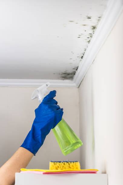 Best Post-Flood Mold Remediation in Coats, NC